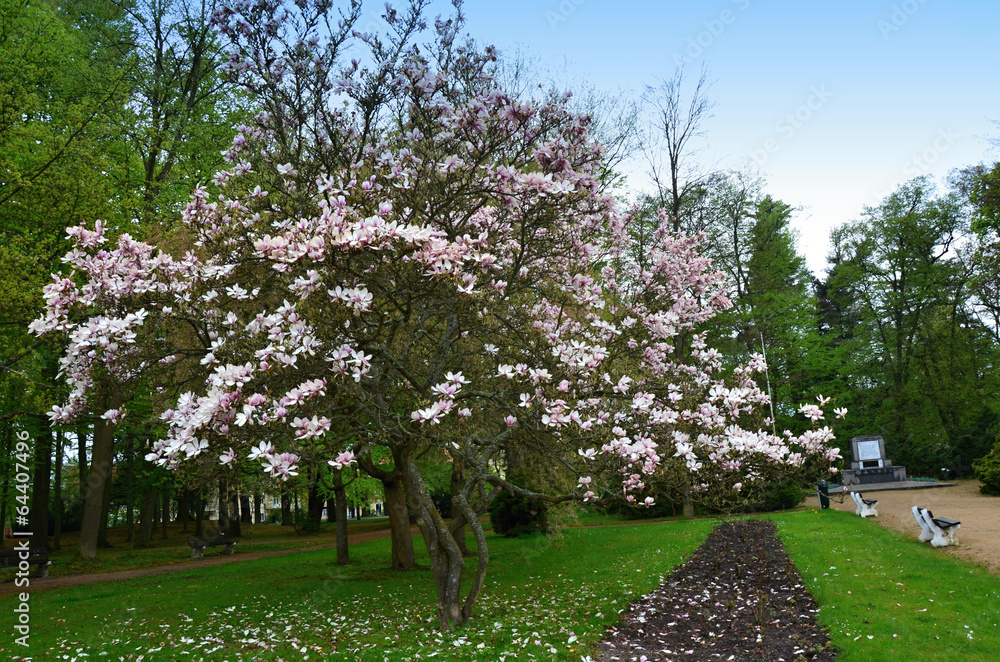 Fototapeta premium Blooming Magnolia soulangiana tree with pink flowers in spring