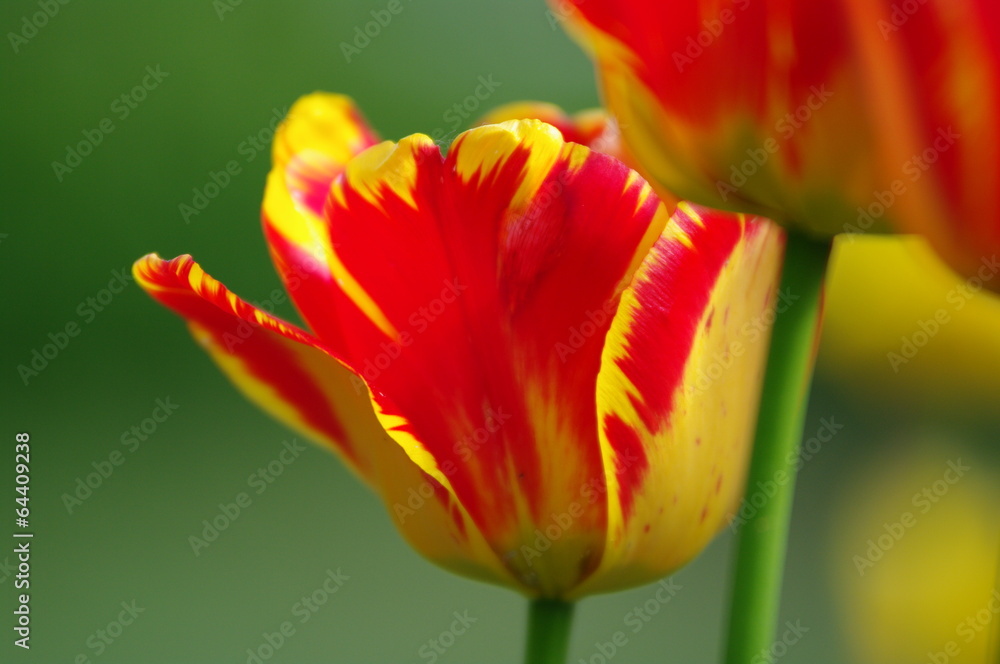 Naklejka premium Gelb rote Tulpen 3