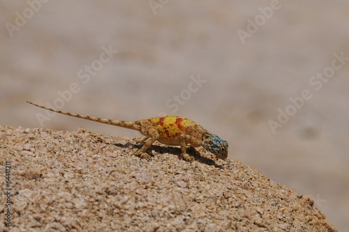 Agame- agama aculeata photo