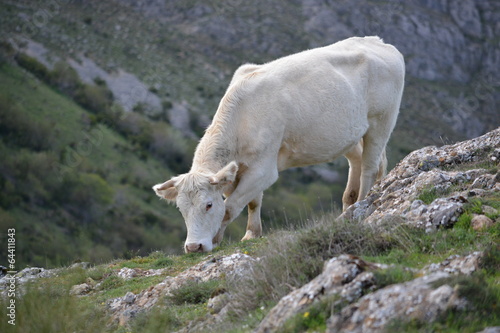 Vaca con piel blanca pastando hierba en la montaña