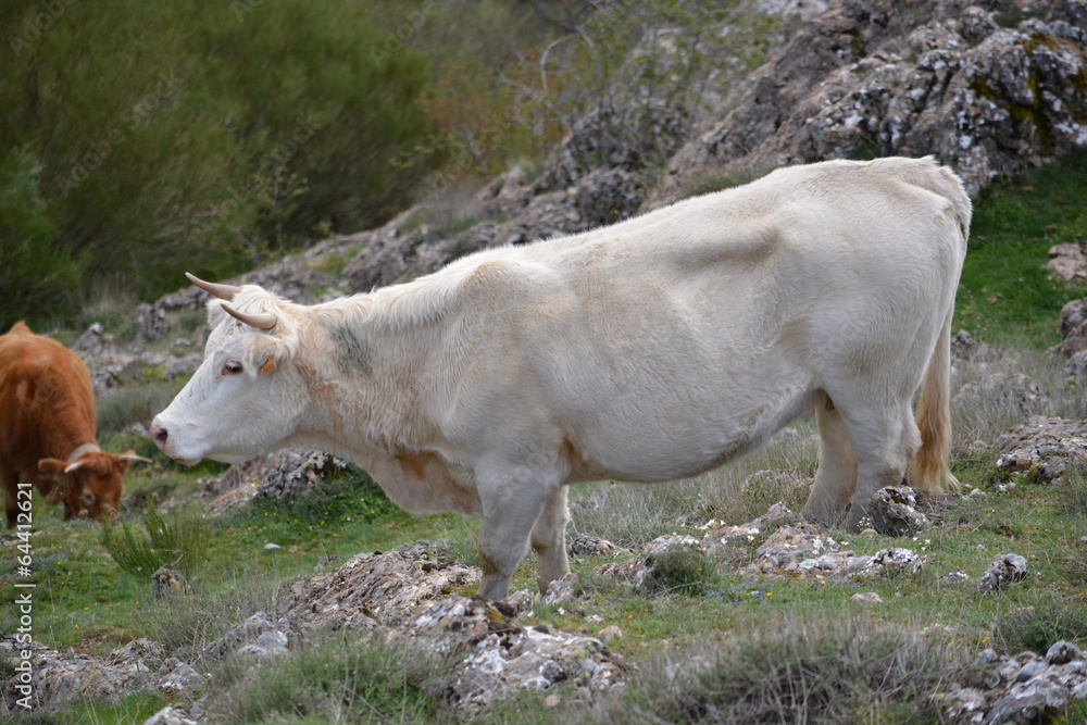 Vacas en libertad en el campo Vacas en libertad en el campo