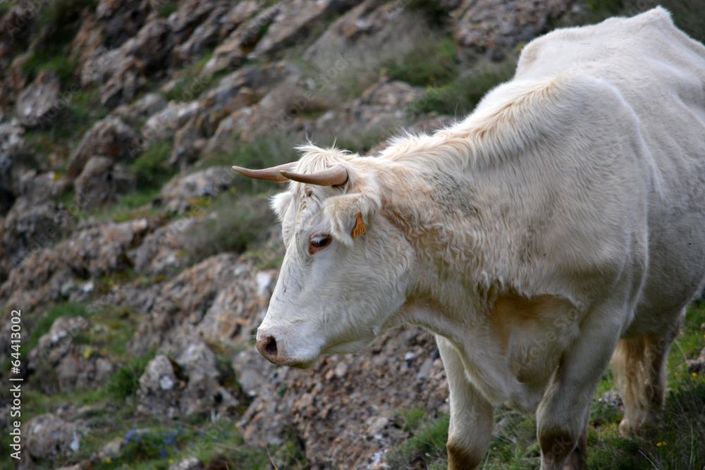 Vaca con pelo blanco Vaca con pelo blanco