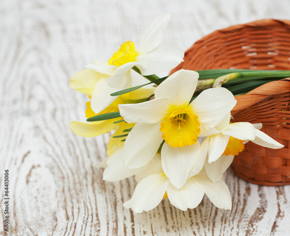 Fototapeta premium daffodils