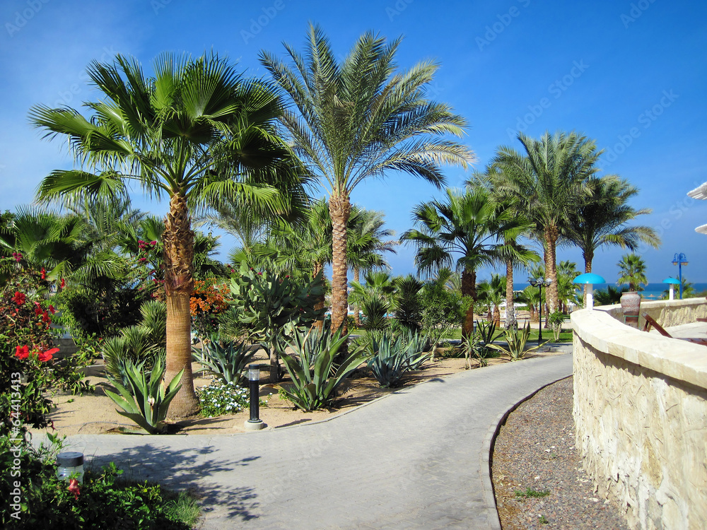 Palms and evergreen plants in hotel in Hurghada, Egypt Palms and evergreen plants in hotel in Hurghada, Egypt