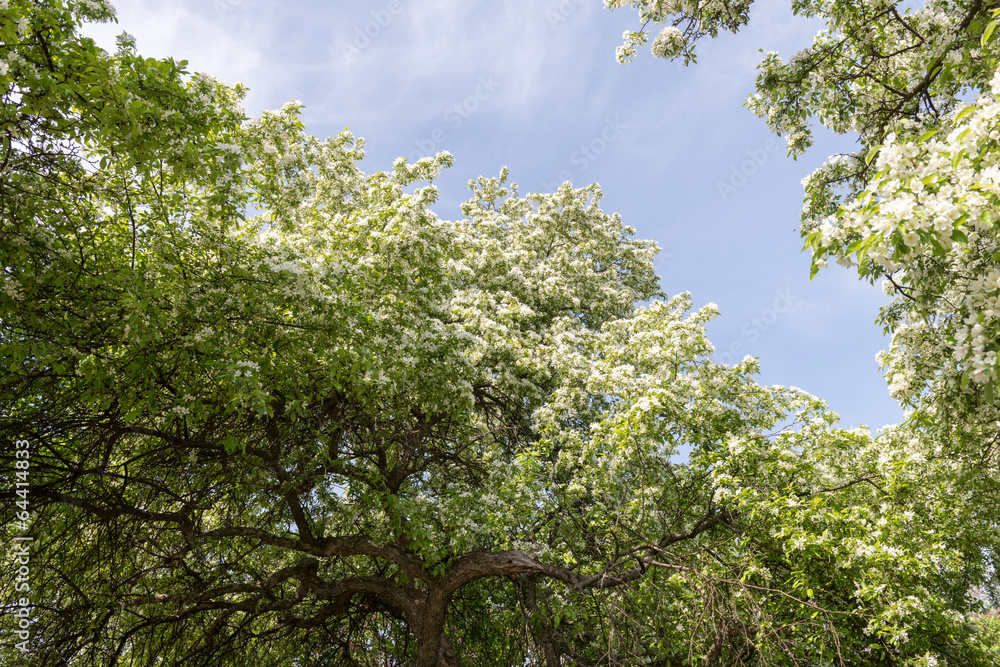 Fototapeta premium Pear blossoms
