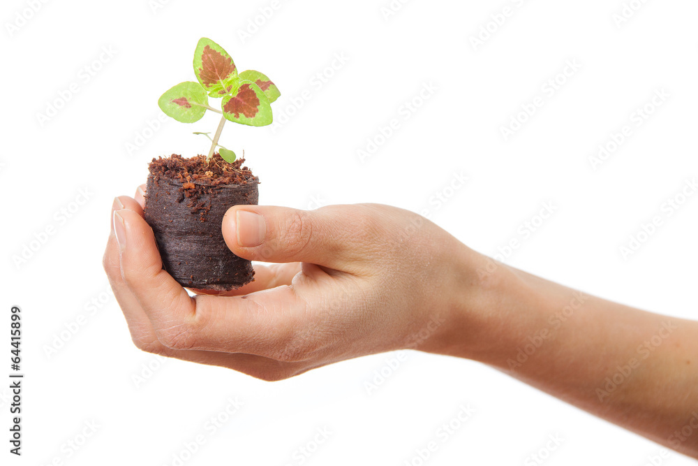 coleus sprout in female hand