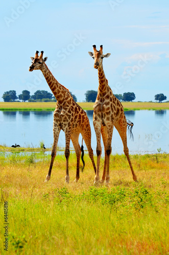 Photography Two giraffes in Chobe National Park