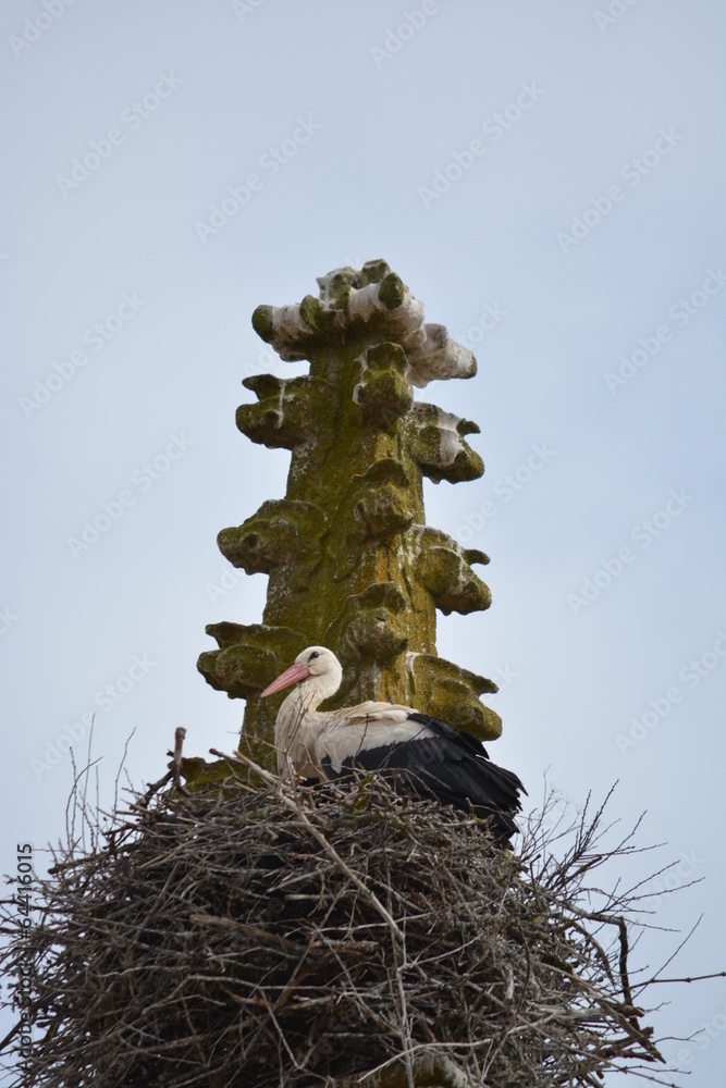Cigüeña en un nido de ramas - obrazy, fototapety, plakaty 