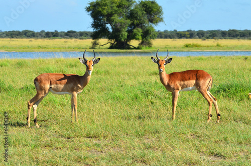 Two Impalas in Botswana
