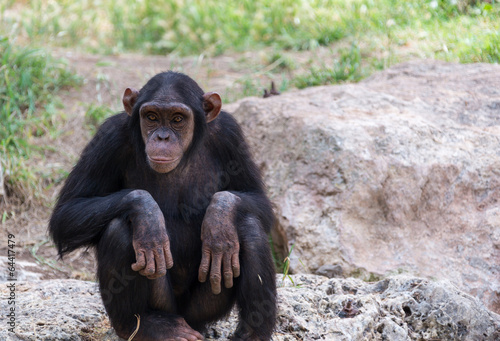 chimpanzee sitting on stones