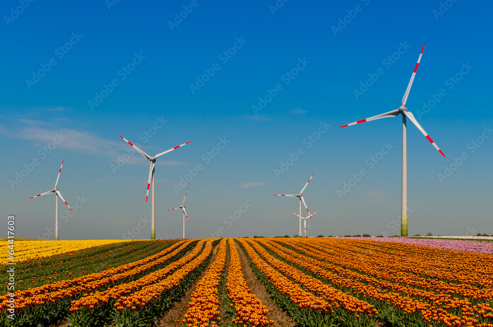 custom made wallpaper toronto digital3326 Tulpenfeld im Rheinkreis Neuss