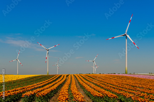 Wallpaper Mural 3326 Tulpenfeld im Rheinkreis Neuss Torontodigital.ca