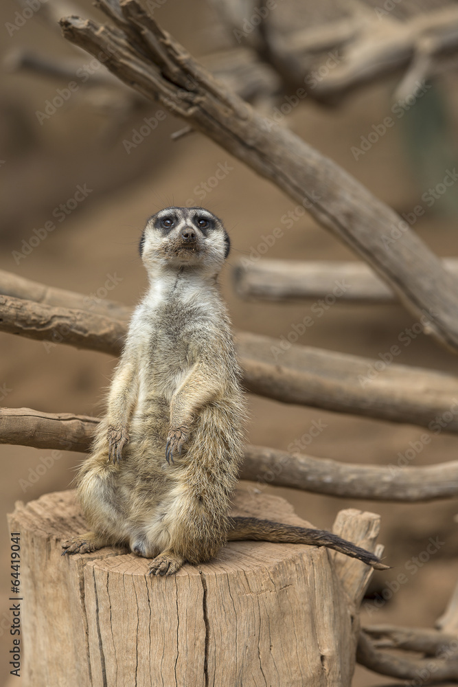 Fototapeta premium Erdmännchen