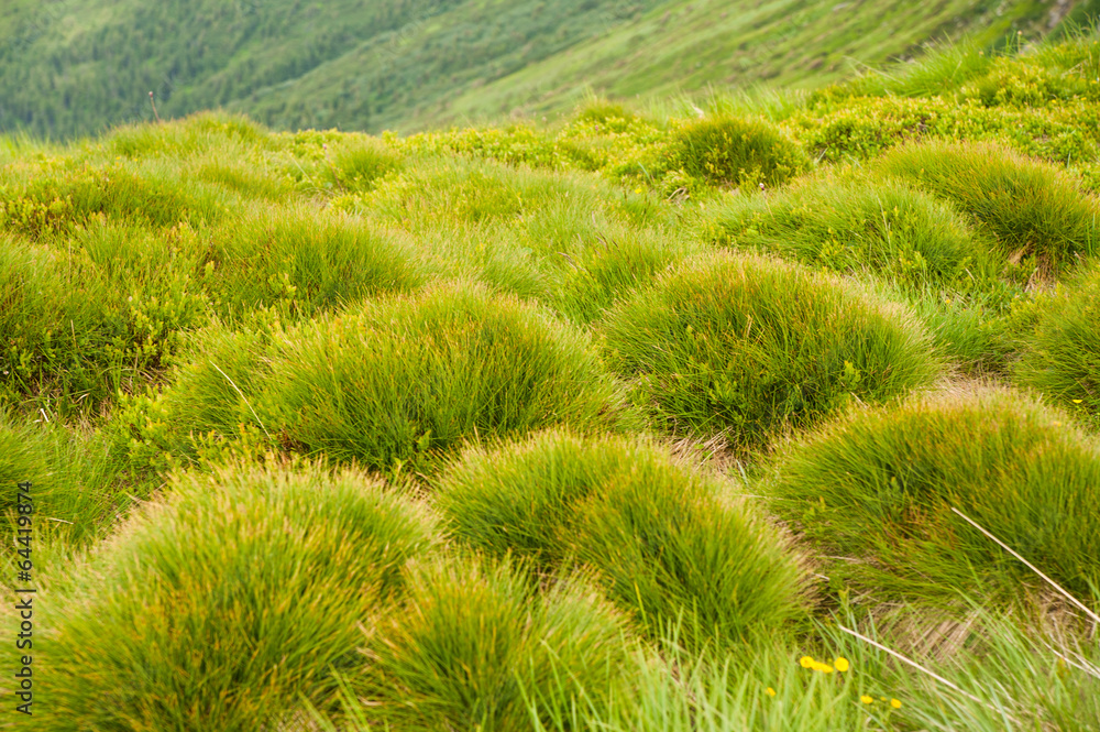 green grass green grass