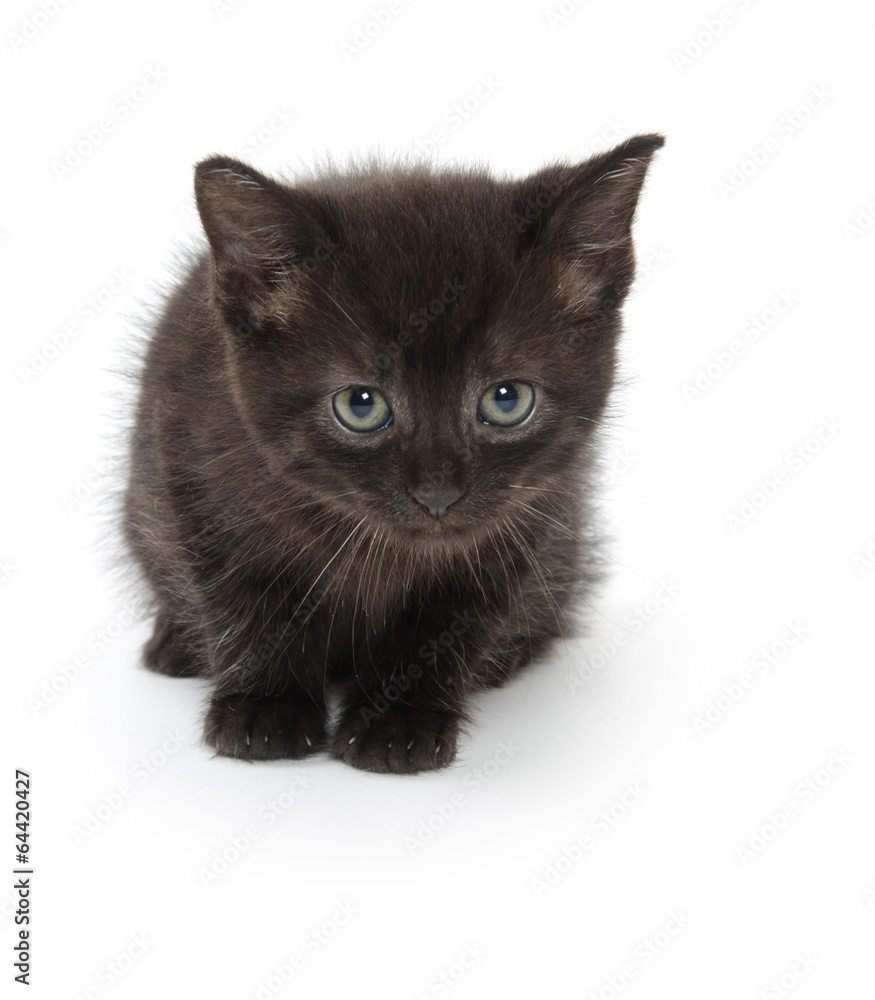 Cute black kitten