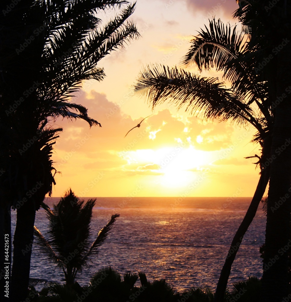 palm tree sunset coconut trees with pelican flying over tropical beach ...