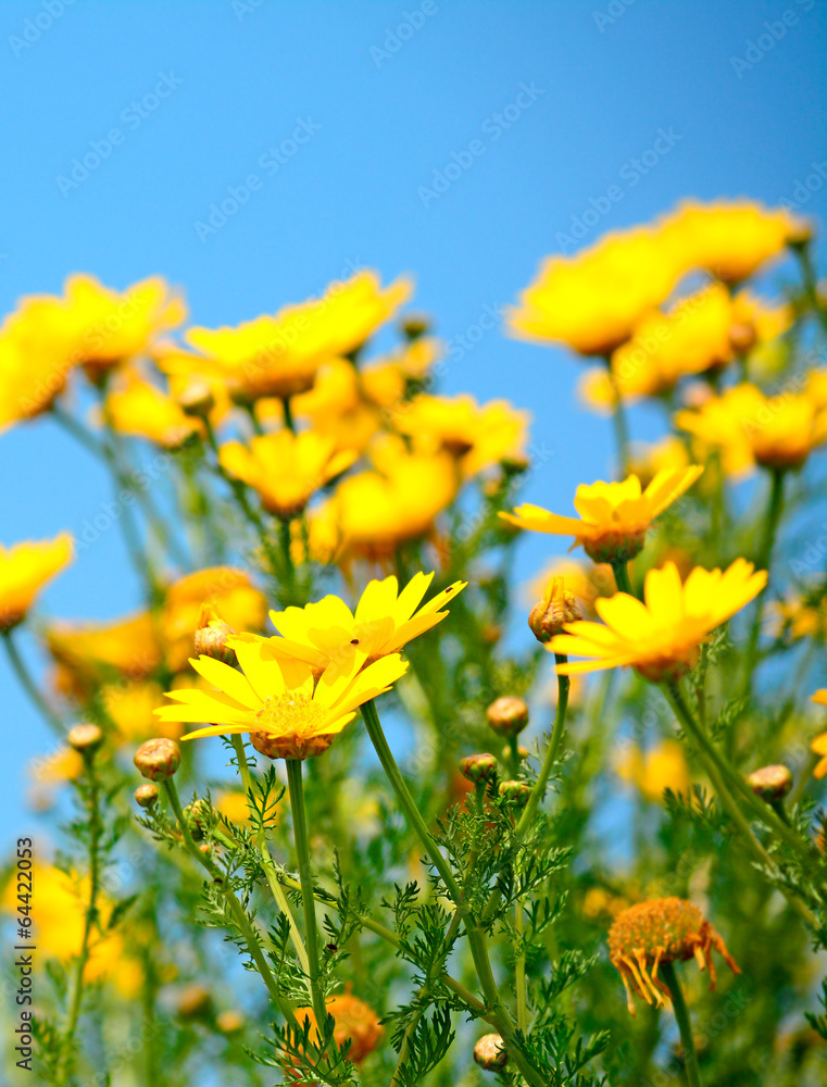 Obraz premium yellow flowers close up