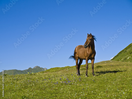 young brown horse standing in mountan meadow © aygulchik99