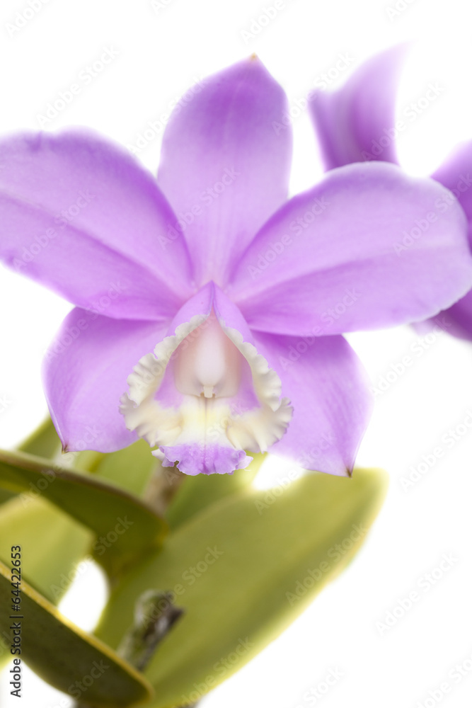 Obraz premium cattleya orchid