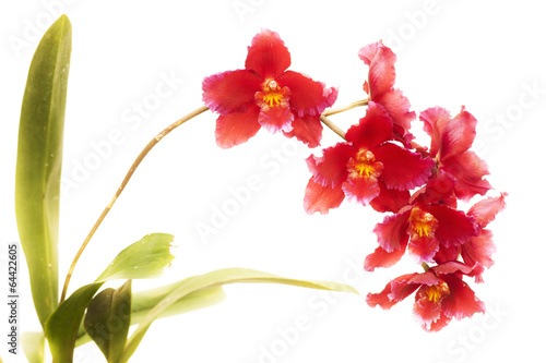 odontoglossum hybrid orchid photo