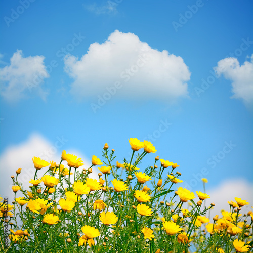 clouds over yellow flowers