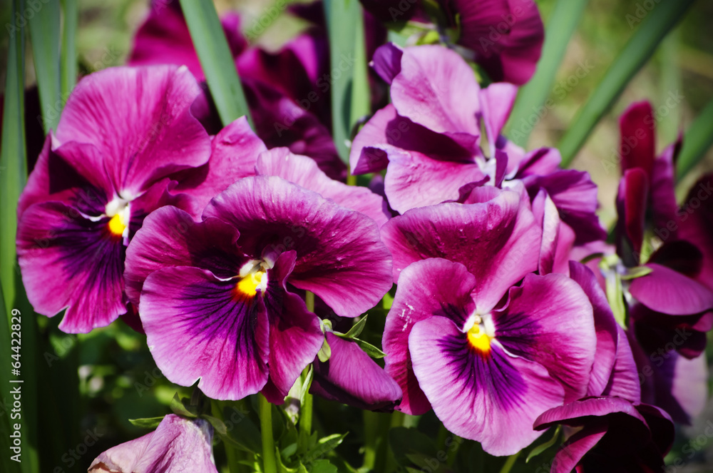 Pansy Flowers Pansy Flowers