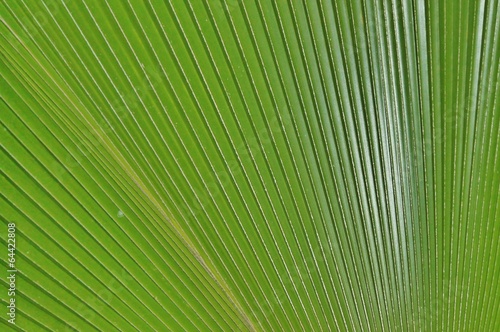 tropical palm leaves close up background copy space