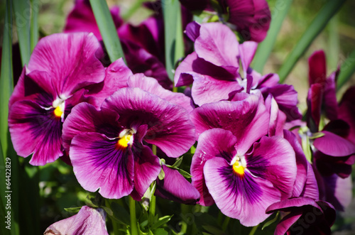 Pansy Flowers