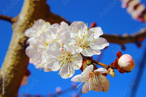 closed up of cherry blossom