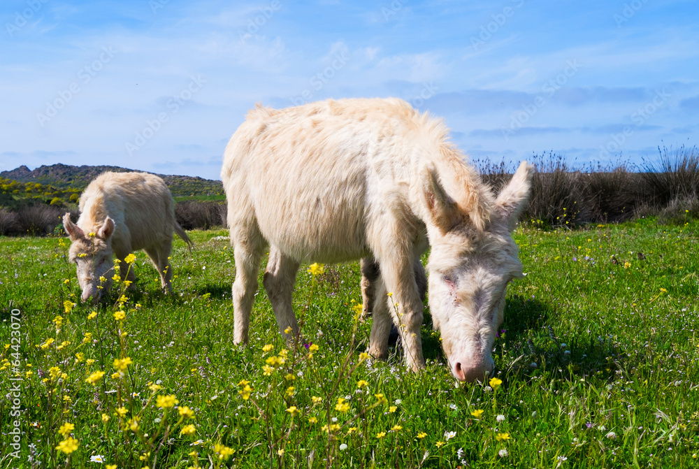 Fototapeta premium Donkeys in Asinara island in Sardinia, Italy