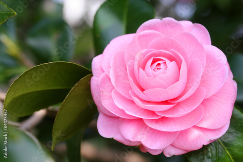Japanese camellia - 椿