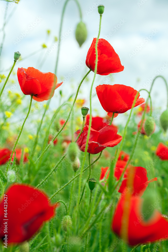 Naklejka premium Poppies