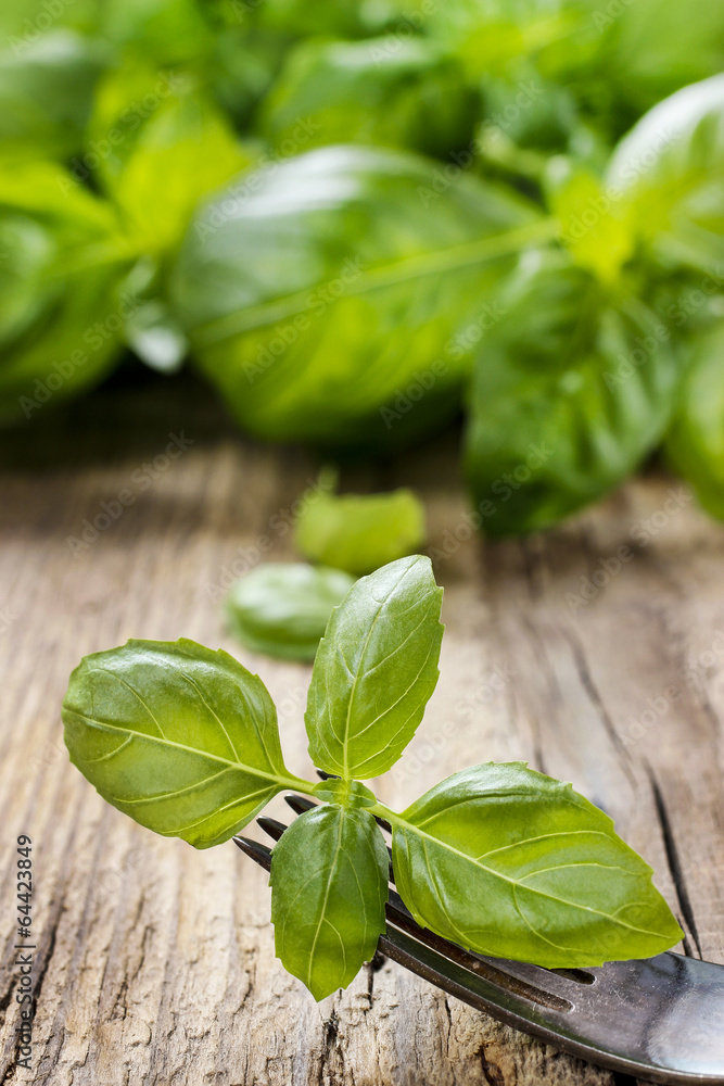 Basil leaves isolated on wooden background Basil leaves isolated on wooden background