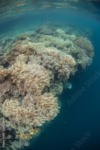 Healthy Coral Reef 1