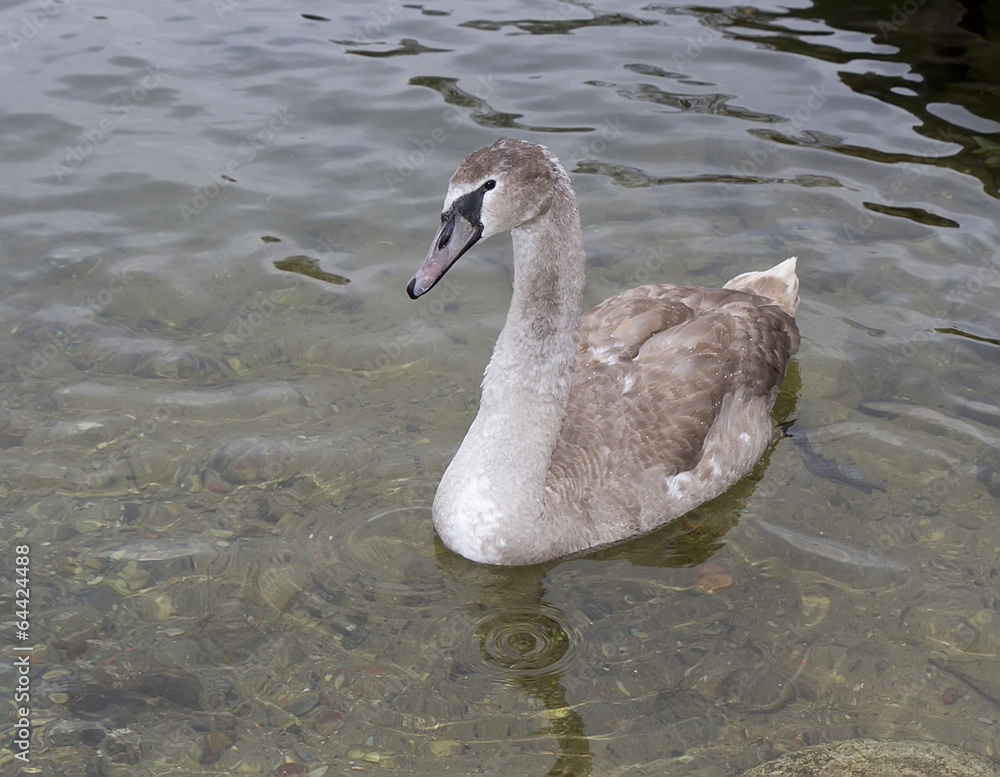 Fototapeta premium The gray swan floating on water