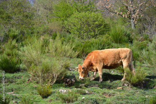 vaca pastando en la montaña de los picos de europa, asturias