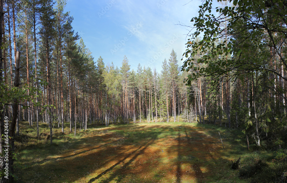 A glacial forest clearing at Halgaleden in Varmland, Sweden
