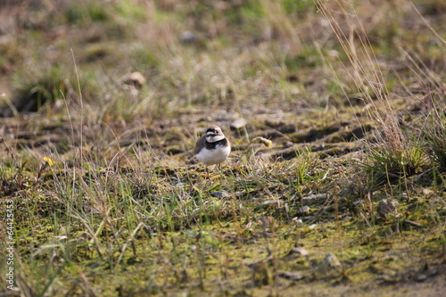 A little ringed plover living on a building site © jojoo64