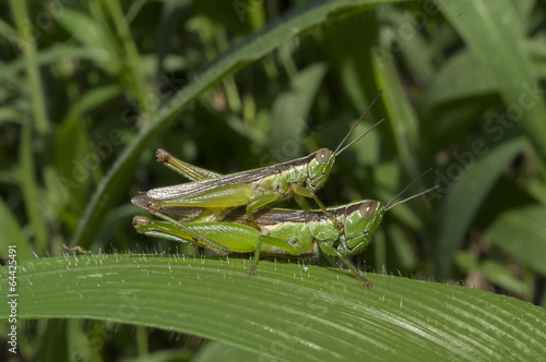 Grasshopper mating on grass leaf