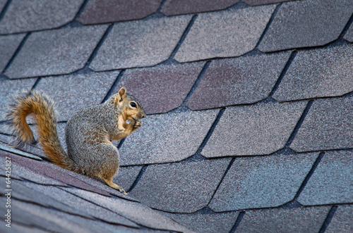 Fotomurale Cute squirrel sitting on the roof