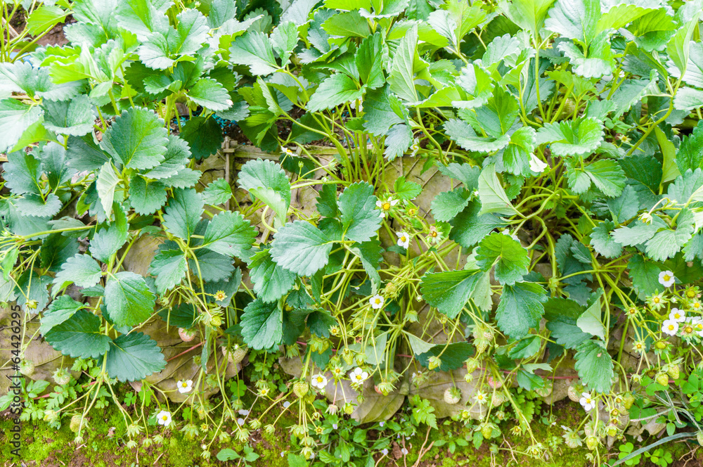 The strawberry farm garden The strawberry farm garden