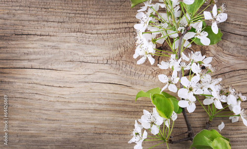 Bird Cherry Blossom on old wooden background