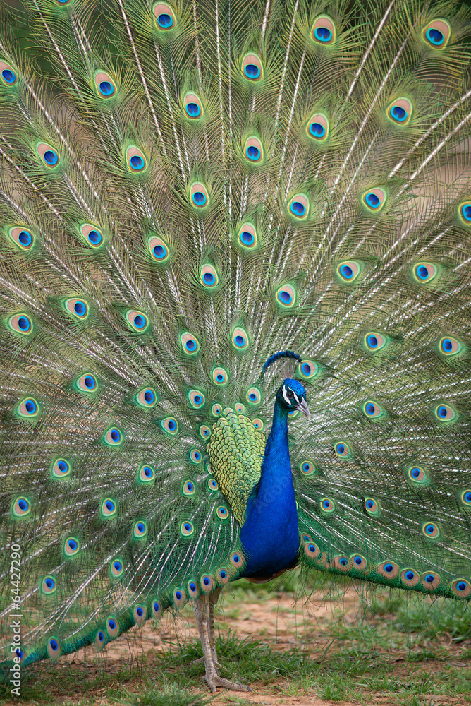 Fototapeta premium Peacock with Spread Tail