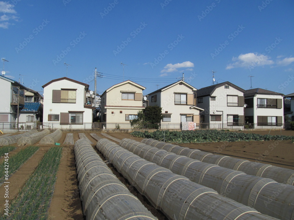 Obraz premium 白い家々と畑