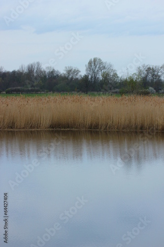 View on the Ryck near Greifswald, Mecklenburg-Vorpommern, Germany, with reed at the water edge