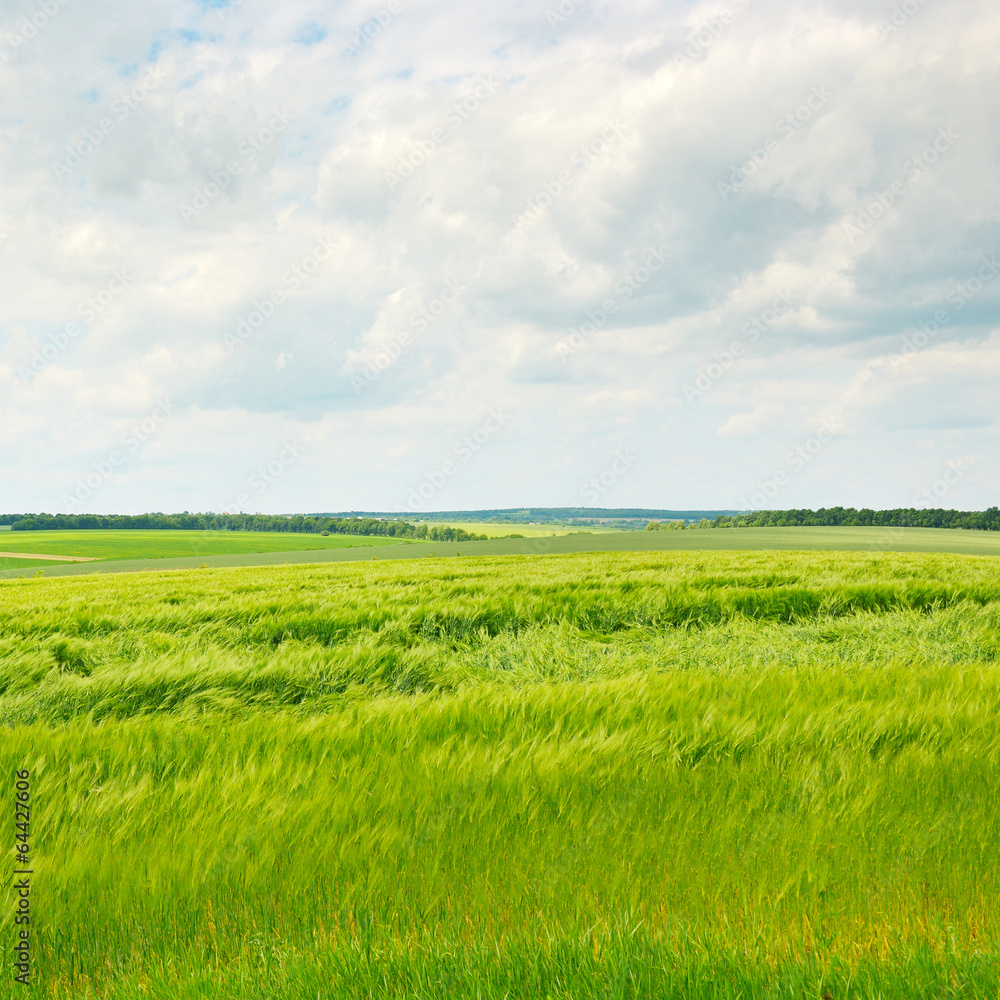 Fototapeta premium green wheat field and cloudy sky