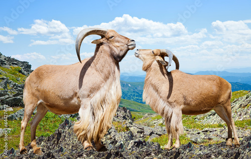 Fototapeta Naklejka Na Ścianę i Meble -   barbary sheeps on rock in sunny day