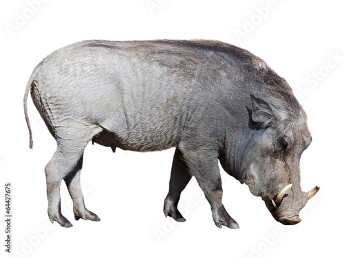 Warthog. Isolated on white photo