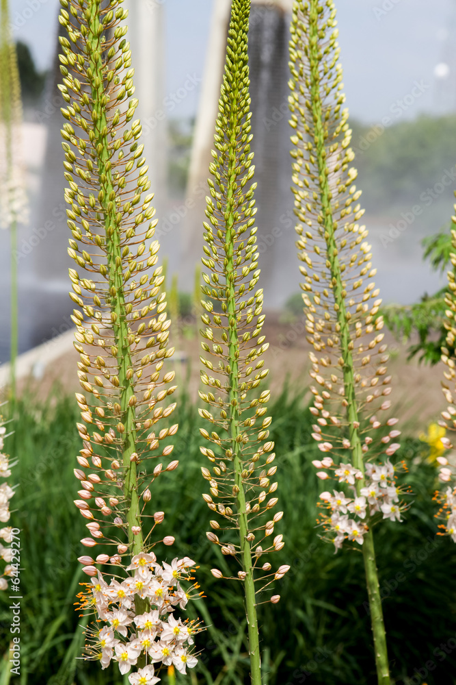 Foxtail Lily (Eremurus) flowers