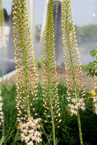 Foxtail Lily  Eremurus  flowers